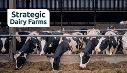 When the rain doesn’t come: Smart grazing in tough conditions